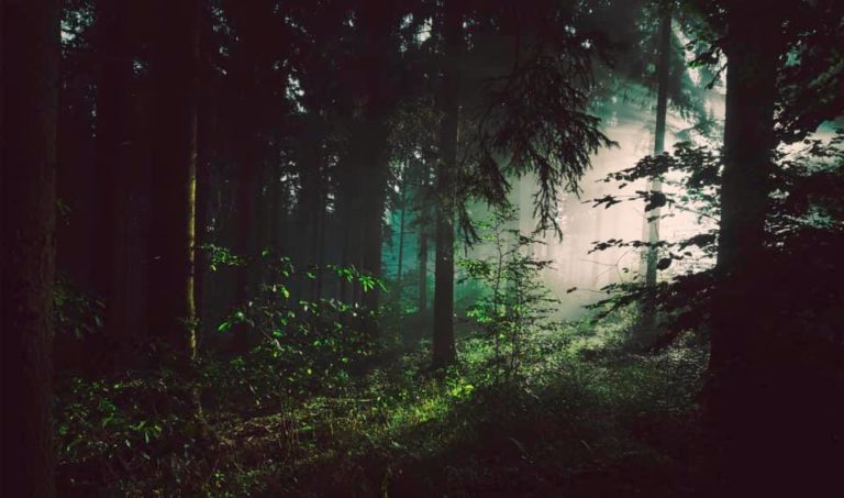 Il bosco nelle fiabe | F.Carubbi Psicoterapeuta Fano | Re.Te 4.0 - Amori 4.0