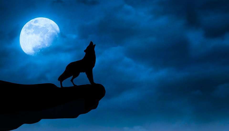 Il lupo nel buio: le storie sono amiche delle paure| Amori 4.0 | Carubbi